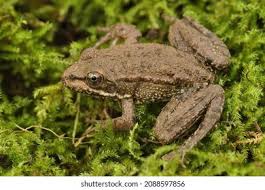 Attēlu rezultāti vaicājumam “Pelophylax adult”
