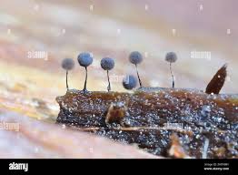 Attēlu rezultāti vaicājumam “Collaria arcyrionema”