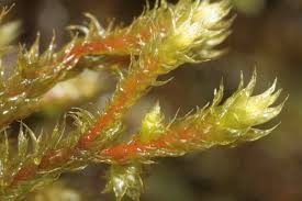 Attēlu rezultāti vaicājumam “Antitrichia curtipendula”