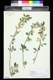 Attēlu rezultāti vaicājumam “Exochorda giraldii var. wilsonii”