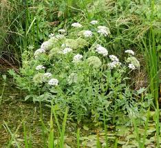 Attēlu rezultāti vaicājumam “Sium latifolium flower”