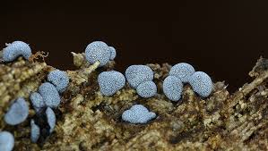 Attēlu rezultāti vaicājumam “Badhamia panicea”