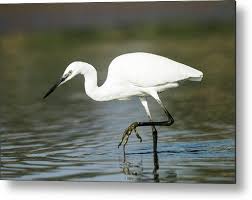 Image result for Egretta garzetta