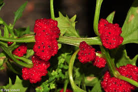 Image result for chenopodium foliosum