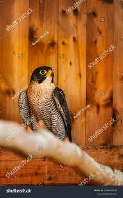 Attēlu rezultāti vaicājumam “Falco subbuteo adult”