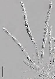 Attēlu rezultāti vaicājumam “Hypomyces chrysospermus”