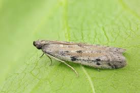 Attēlu rezultāti vaicājumam “Phycitodes binaevella”