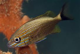 Image result for Haemulon plumierii