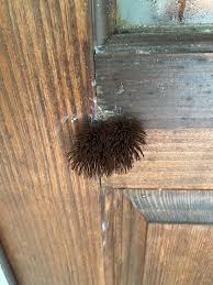 Attēlu rezultāti vaicājumam “Stemonitis splendens spores”