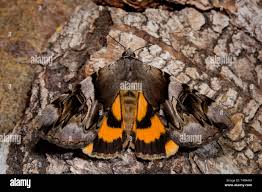 Attēlu rezultāti vaicājumam “Catocala fulminea”