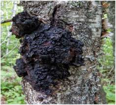 Attēlu rezultāti vaicājumam “Inonotus obliquus”