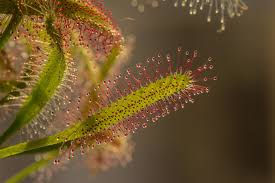 Attēlu rezultāti vaicājumam “Drosera rotundifolia fruit”