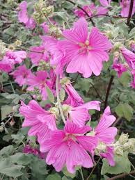 Image result for Lavatera thuringiaca