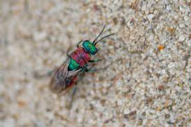 Attēlu rezultāti vaicājumam “Hedychrum sp.”