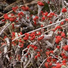 Attēlu rezultāti vaicājumam “Cladonia floerkeana”