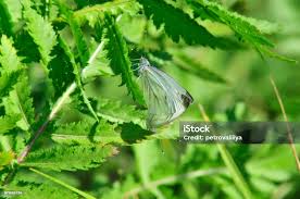 Attēlu rezultāti vaicājumam “Pieris brassicae female”