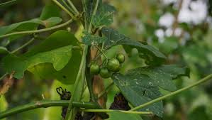 Attēlu rezultāti vaicājumam “Solanum nigrum leaf”