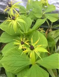 Attēlu rezultāti vaicājumam “Paris quadrifolia flower”