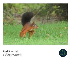 Attēlu rezultāti vaicājumam “Lacerta vivipara female”