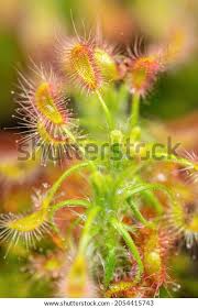 Attēlu rezultāti vaicājumam “Drosera intermedia”