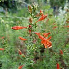 Attēlu rezultāti vaicājumam “Epilobium montanum flower”