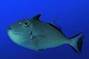 FLMNH Ichthyology Department: Dolphinfish