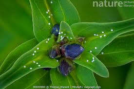 Attēlu rezultāti vaicājumam “Maculinea alcon”