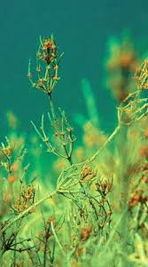 Attēlu rezultāti vaicājumam “Chara contraria”