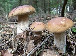 Attēlu rezultāti vaicājumam “Boletus edulis”