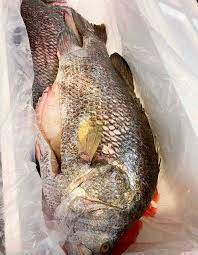 Image result for Lobotes surinamensis