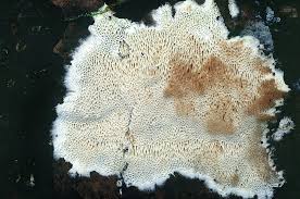 Attēlu rezultāti vaicājumam “Elmerina caryae”