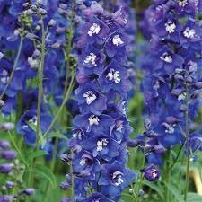 Attēlu rezultāti vaicājumam “Delphinium elatum  flower”