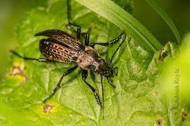 Attēlu rezultāti vaicājumam “Carabus granulatus”