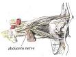 <b>Abducens nerve</b>