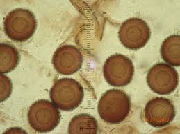 Attēlu rezultāti vaicājumam “Lamproderma puncticulatum”