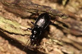 Attēlu rezultāti vaicājumam “Pterostichus oblongopunctatus”