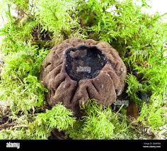 Attēlu rezultāti vaicājumam “Sarcosoma globosum”