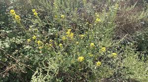 Attēlu rezultāti vaicājumam “Sisymbrium loeselii”