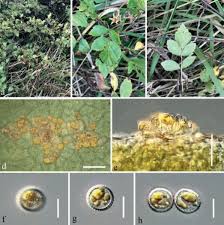 Attēlu rezultāti vaicājumam “Trachyspora intrusa”