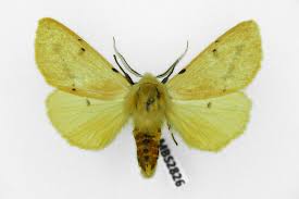 Attēlu rezultāti vaicājumam “Spilosoma lutea”