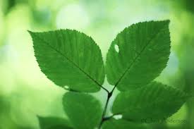 Attēlu rezultāti vaicājumam “Betula alleghaniensis leaf”