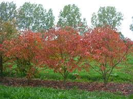 Attēlu rezultāti vaicājumam “Aesculus x neglecta flower”