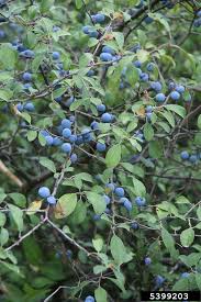 Attēlu rezultāti vaicājumam “Prunus spinosa”