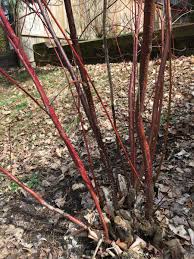 Attēlu rezultāti vaicājumam “Trichia botrytis var. cerifera stalked”