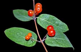Attēlu rezultāti vaicājumam “Lonicera tatarica fruit”