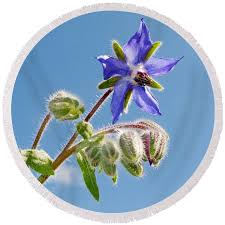 Attēlu rezultāti vaicājumam “Borago officinalis bud”