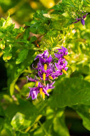 Attēlu rezultāti vaicājumam “Solanum dulcamara flower”