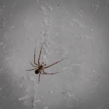 Attēlu rezultāti vaicājumam “Metellina merianae”