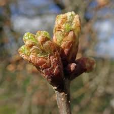 Attēlu rezultāti vaicājumam “Quercus rubra bud”