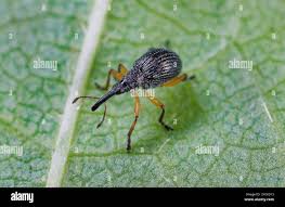 Attēlu rezultāti vaicājumam “Protapion sp.”